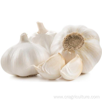 Fresh Top Class 5.5 cm White Garlic